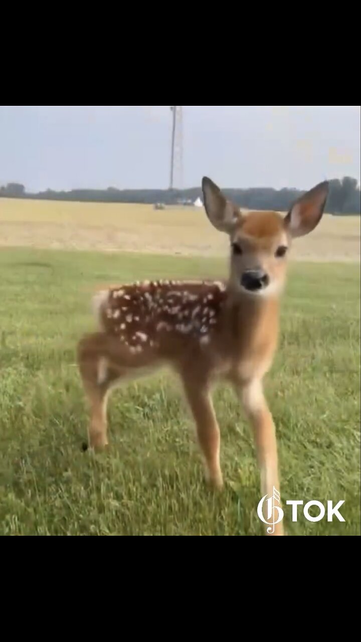 SAVING DOTTIE🇺🇸🏡🦌🌳THE LITTLE ORPHAN BABY DEER🌲🦌🏡💫