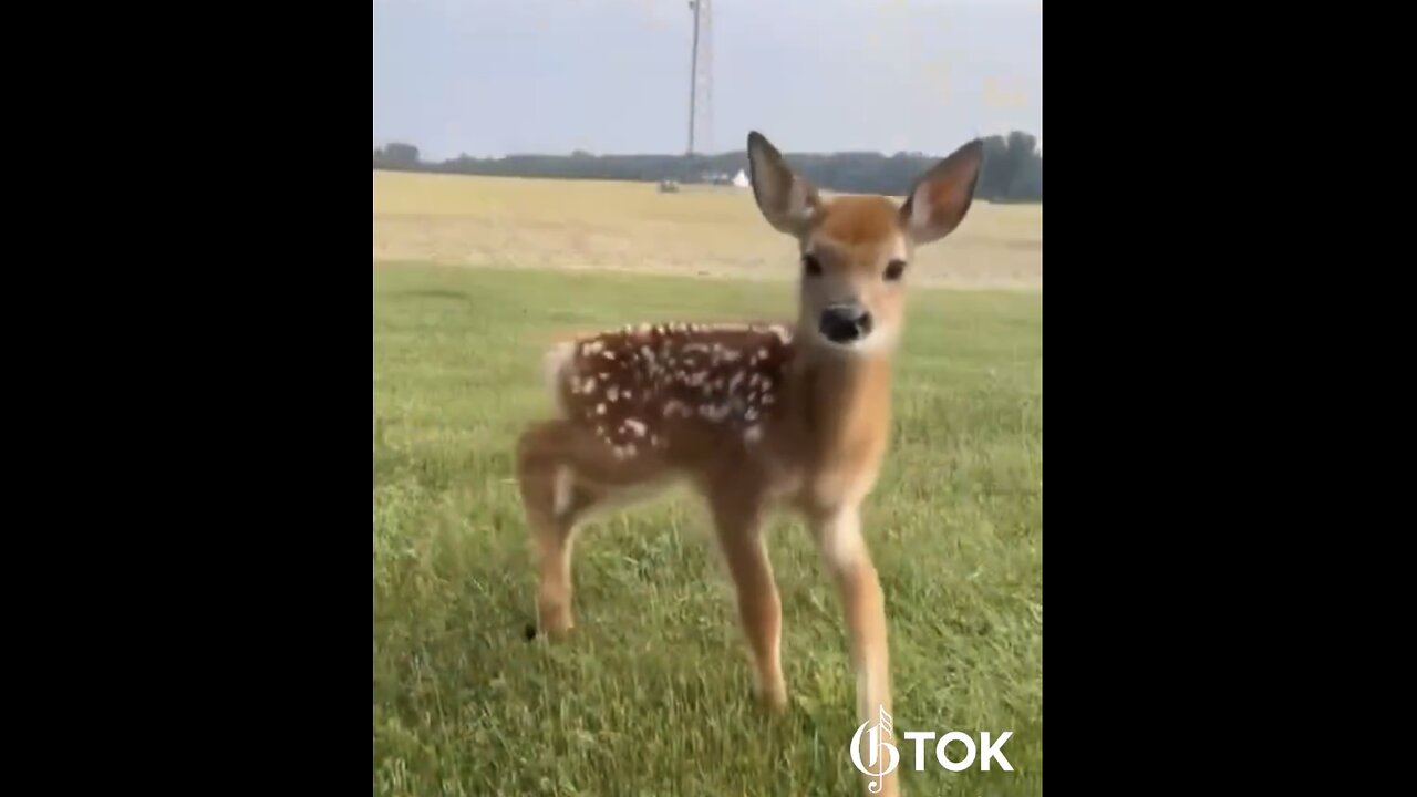 SAVING DOTTIE🇺🇸🏡🦌🌳THE LITTLE ORPHAN BABY DEER🌲🦌🏡💫