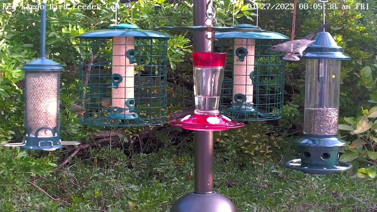 Key Largo - Gray Catbird eats safflower