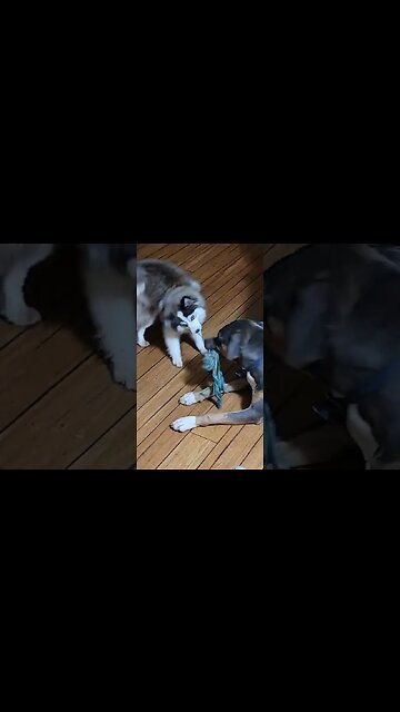 Tug Of War Pitbull V's Pomsky