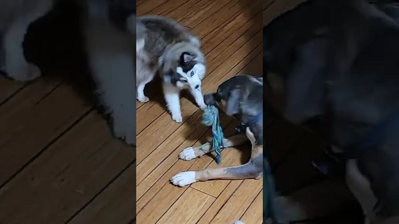 Tug Of War Pitbull V's Pomsky