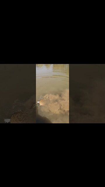 Went catfishing only to find ALL of the Softshell turtles!