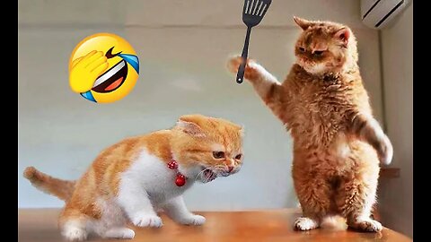 The funniest animals 😅 New funny cat and dog videos 😸🐶