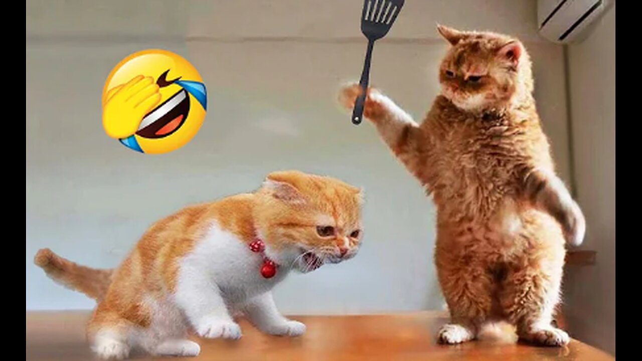 The funniest animals π
New funny cat and dog videos πΈπΆ