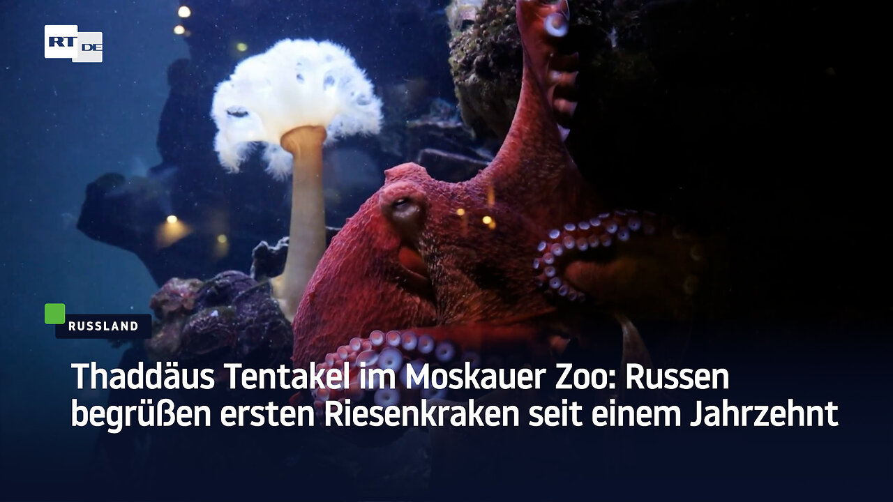 Thaddäus Tentakel im Moskauer Zoo: Russen begrüßen ersten Riesenkraken seit einem Jahrzehnt