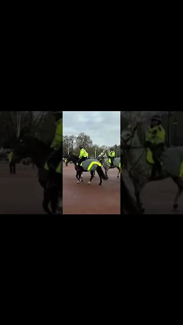 Met police horse freaking out #buckinghampalace