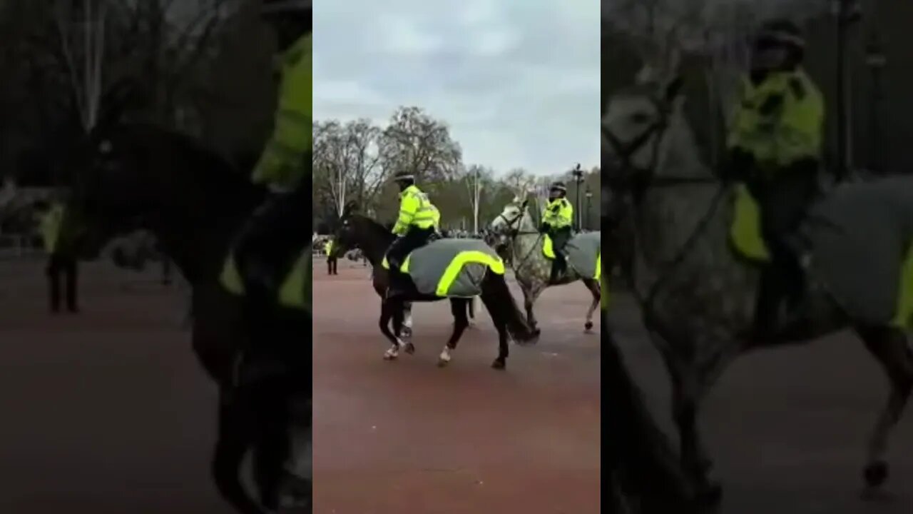 Met police horse freaking out #buckinghampalace