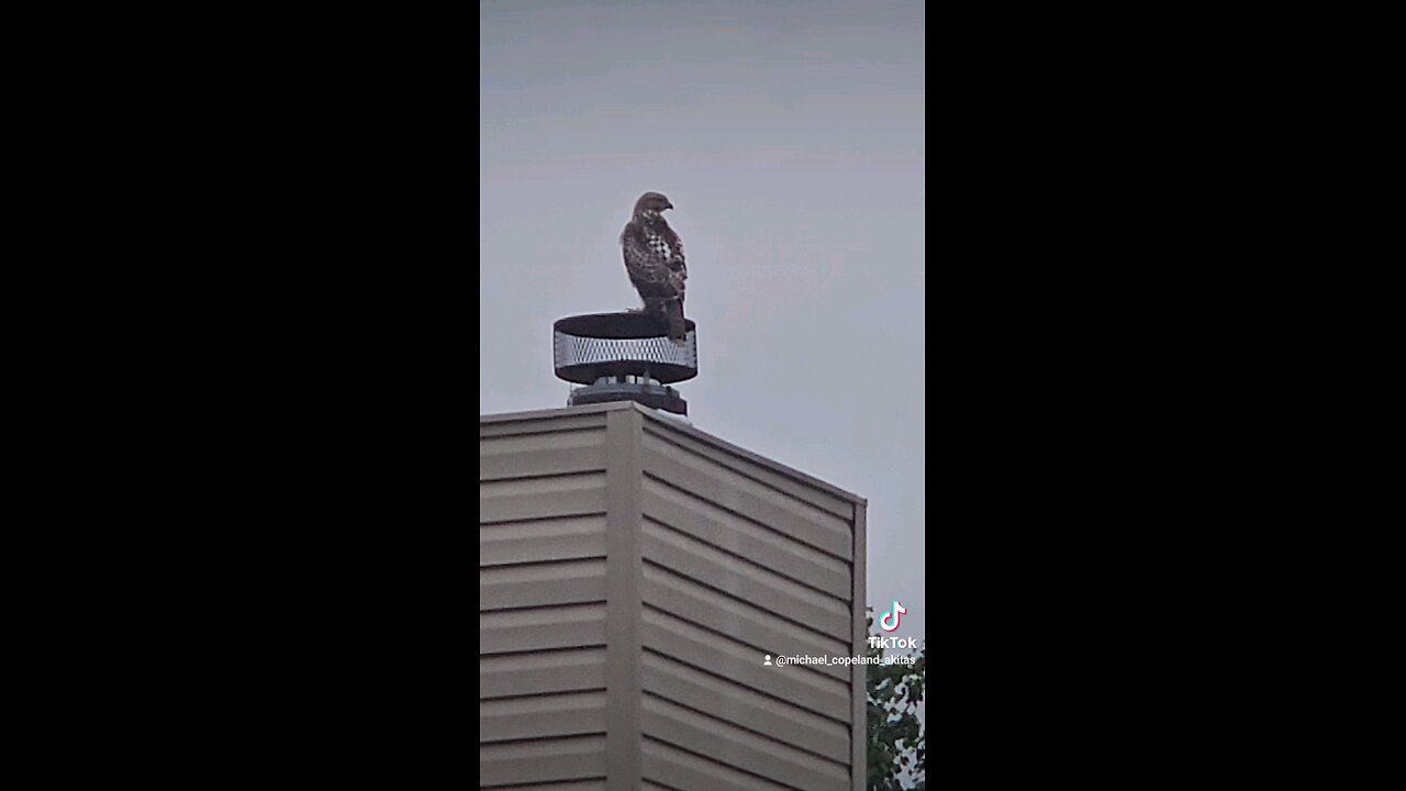 What kind of Hawk is this? ● Missouri