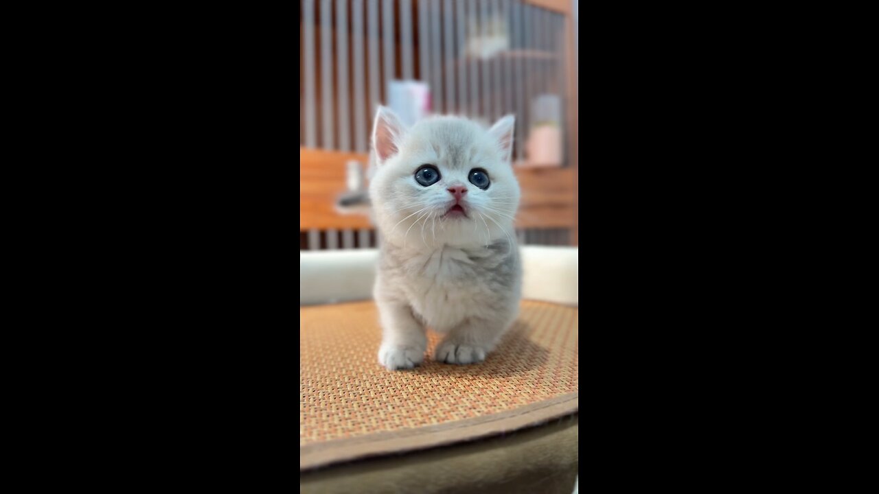 cute and beautiful cat