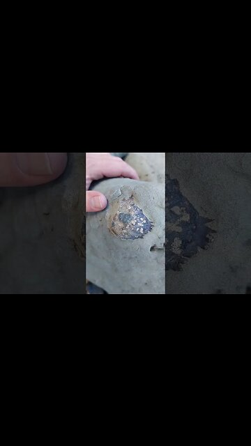 Late Miocene fossil crab in a rock #fossil #crab #paleontology #nz