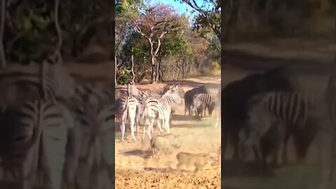 A força brutal de um coice de uma Zebra - Batalhe para viver