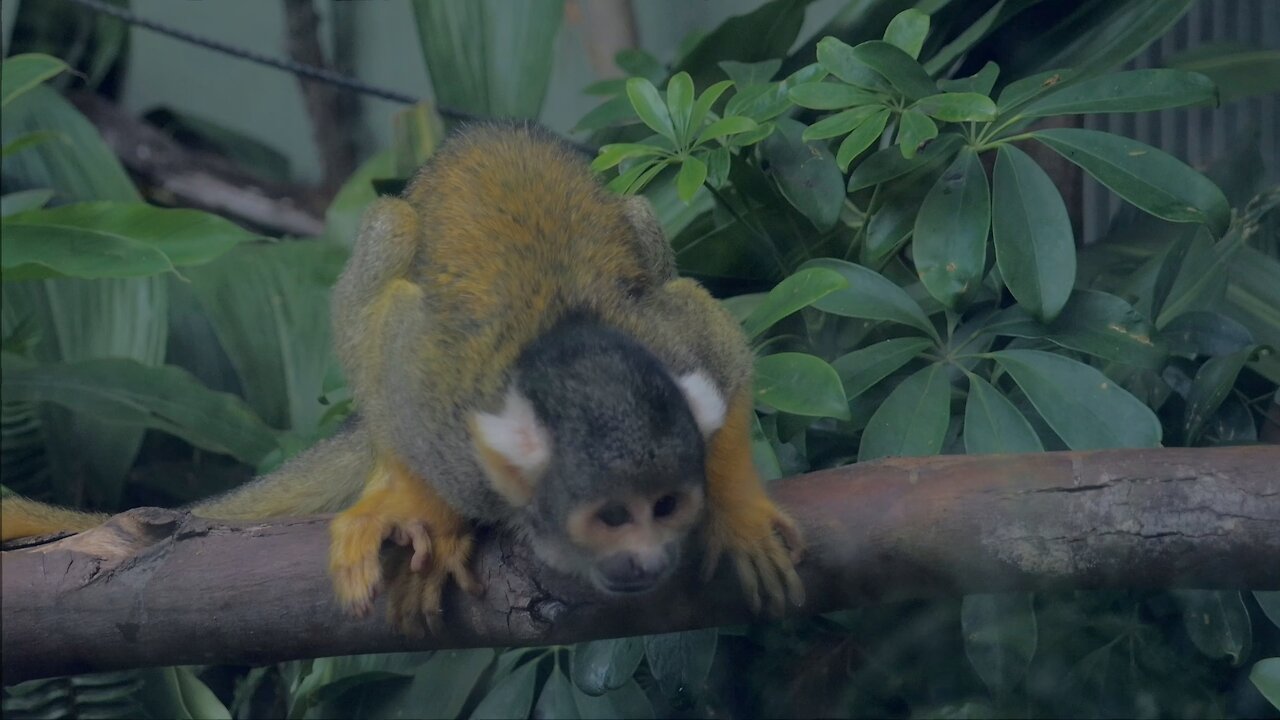 Squirrel Monkey Takes a Hilarious Walk Among the Trees Perth Australia