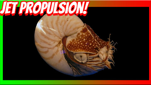 The Amazing Ability of the Cephalopods!