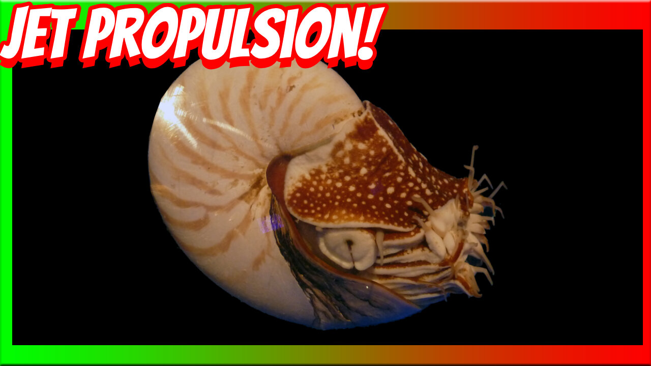 The Amazing Ability of the Cephalopods!