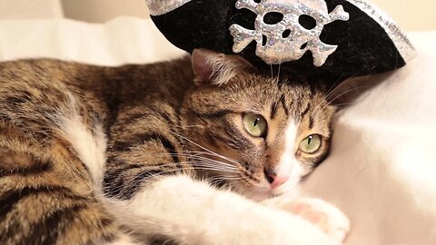 The Cutest Pirate Is a Little Cat