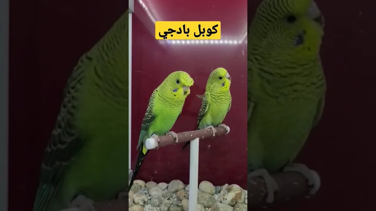 مسابقة أحسن كوبل بادجي كيوت روعة