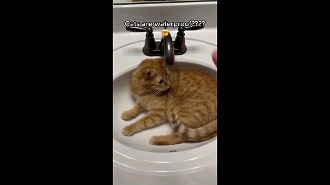 Cats Are Waterproof ???
