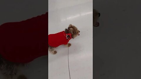 Baby Girl Shopping For Exercise