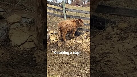 Highland Calf taking a nap #farmlife #cute
