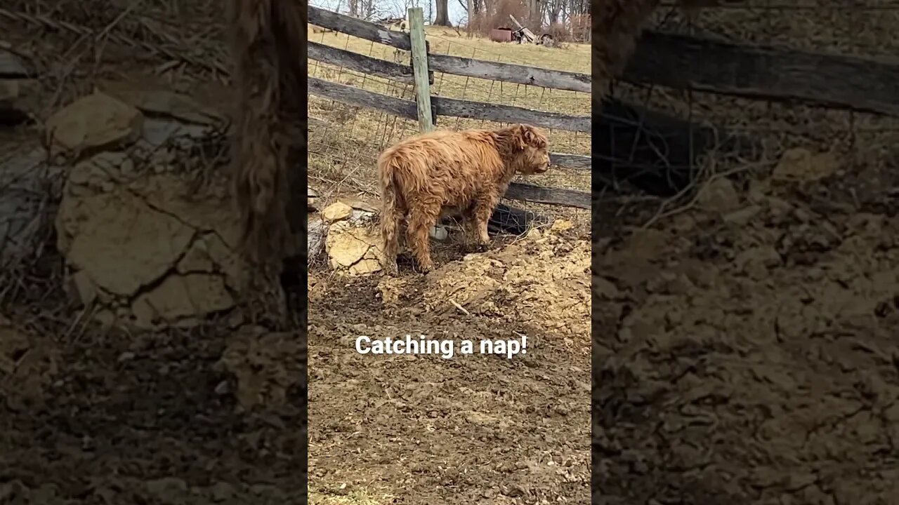 Highland Calf taking a nap #farmlife #cute