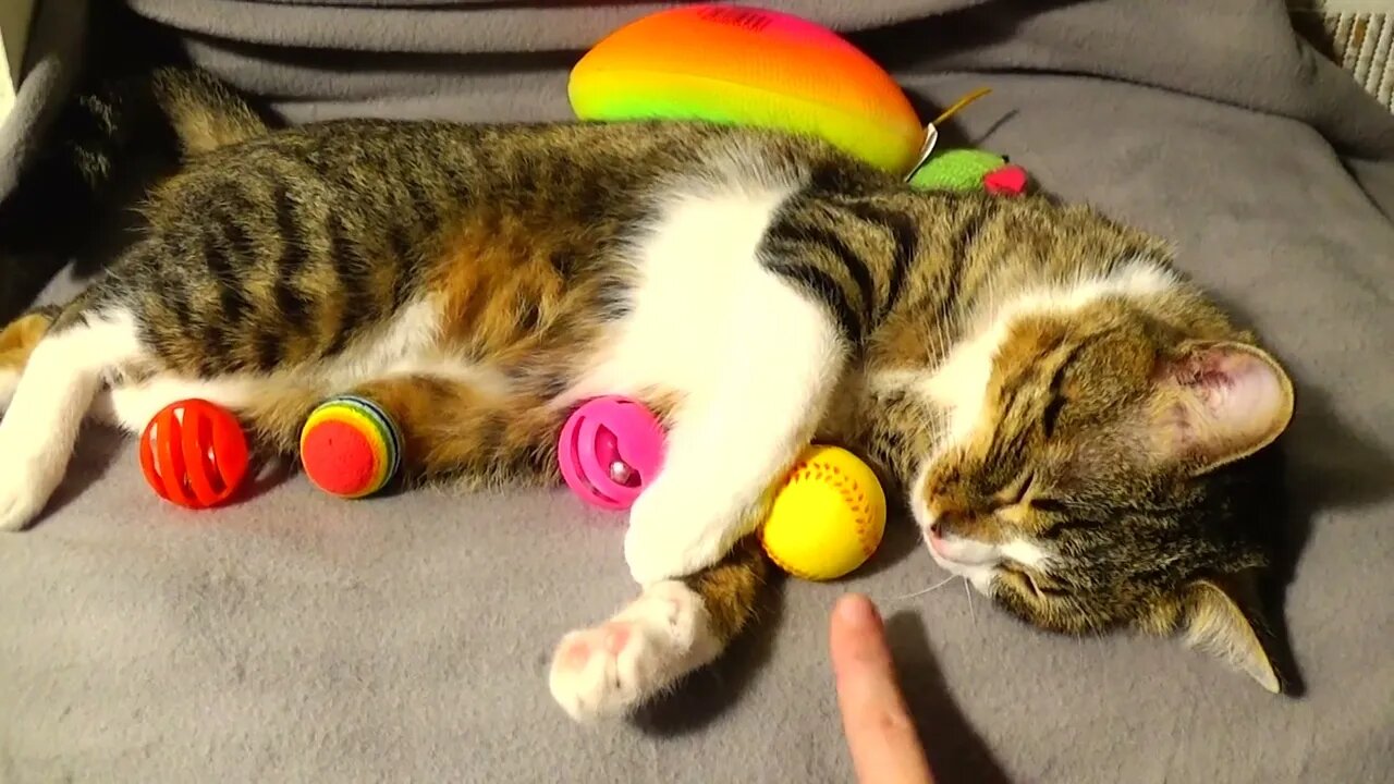 Sleepy Kitten Moves to Sit More Comfortably