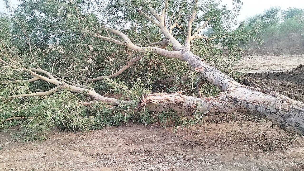 destroy a tree for crops #rummble #newvideo