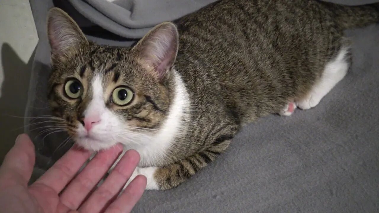 This Cute Cat Has Large Pupils