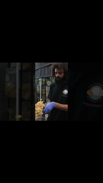 🍄 golden enoki harvest #shorts