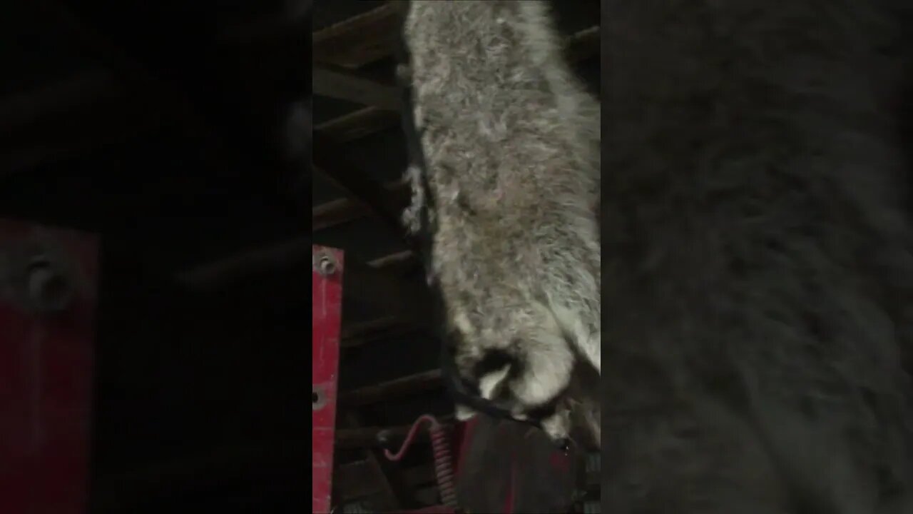 Raccoon vs Throwing Knife #shorts
