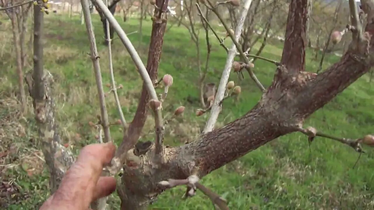 Cornus mas trees blooming on January 22, 2023