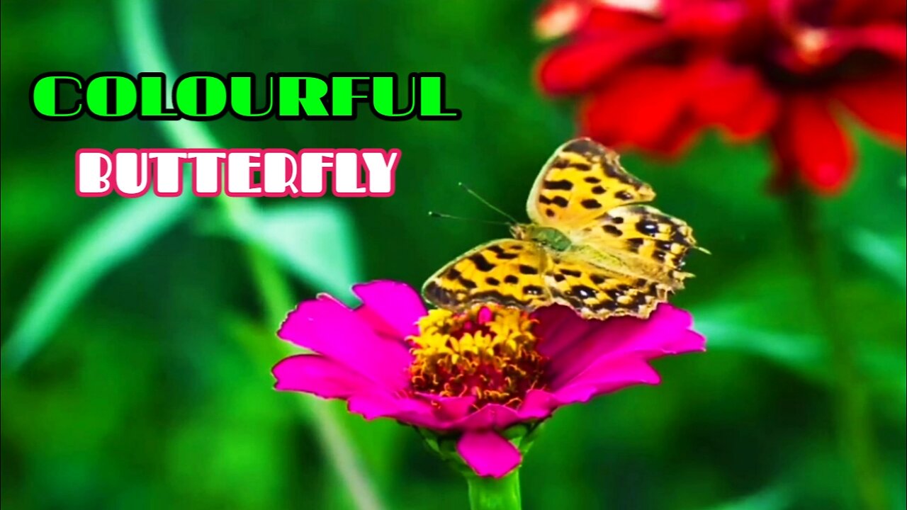 Butterfly | Colourful Butterfly Flying |