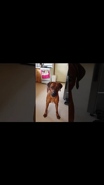 Rhodesian Ridgeback 'Speaking' on silent command
