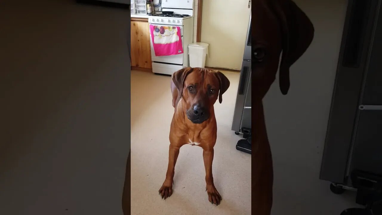 Rhodesian Ridgeback 'Speaking' on silent command