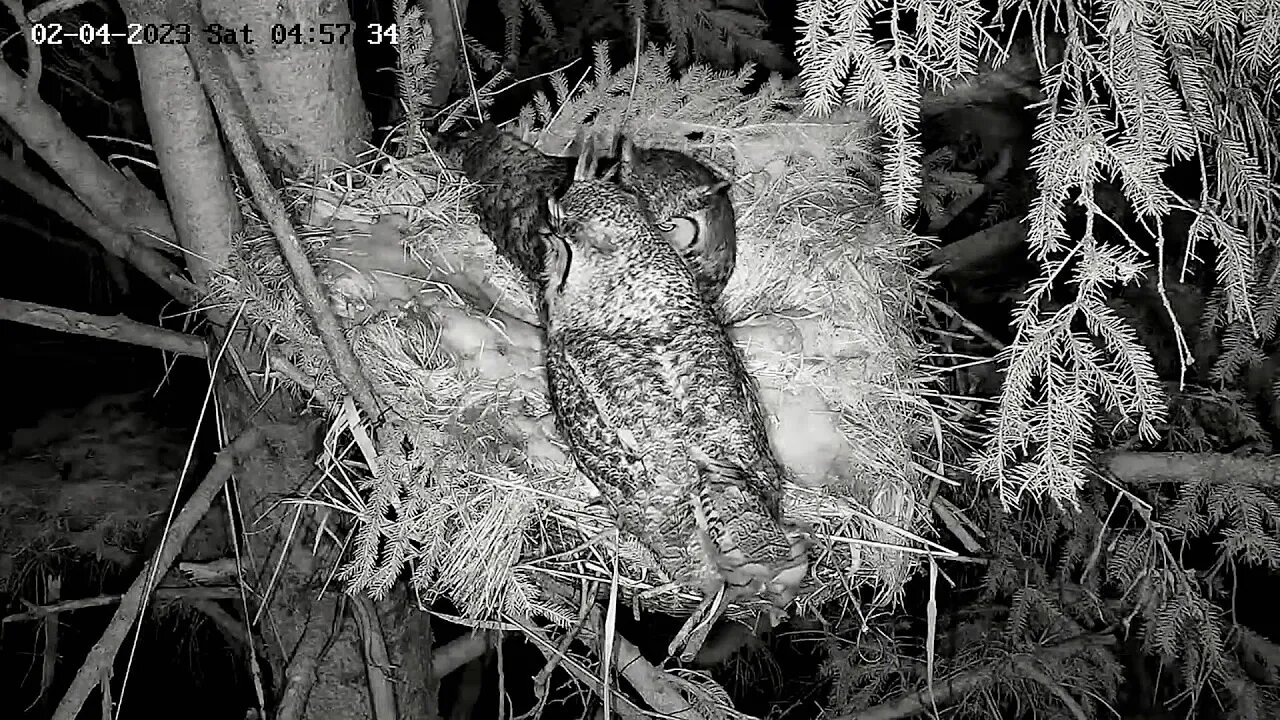 Albert and Ellie's Hooting Duet 🦉 02/04/23 04:57