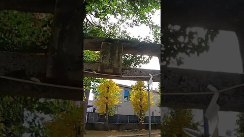 An unnamed sanctuary that I bumped into in Tokyo #shorts