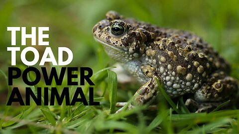 Toad Power Animal