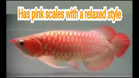 Super Red Arowana Fish Has pink scales with a relaxed style