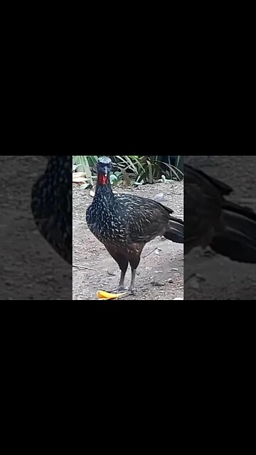 Jacu Criação de Jacu em busca de jacuaçu