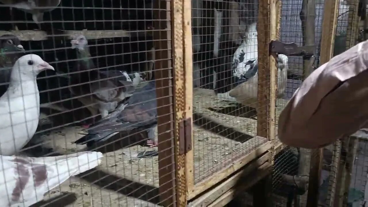 Lahore Birds Market Very Cheap Price