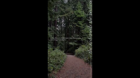 The redwoods #Motivation #viral #trending #healthy #fyp