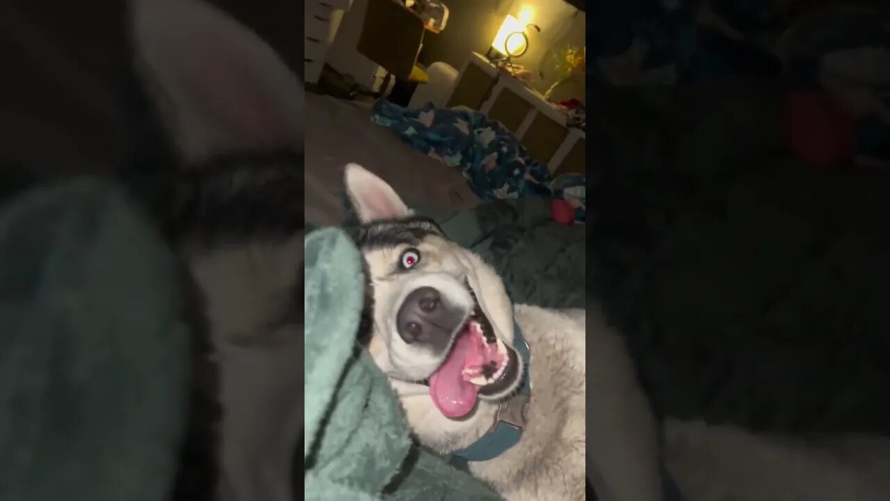 My husky likes taking over the bed #cutedogs #husky #dogs #funnydogs #funnyhuskyvideo #nightroutine