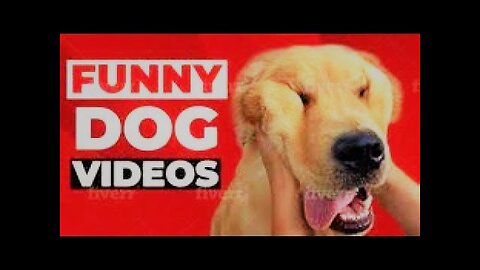 Troll Prank Dog Funny & fake Lion and Fake Tiger Prank To dog & Huge Box Prank to dog