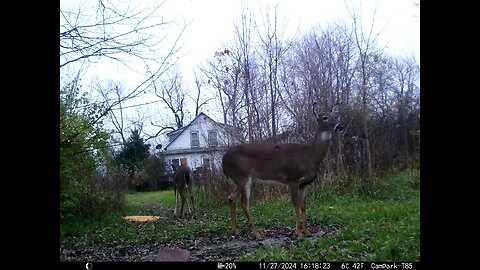 Deer Cam 11-27-2024