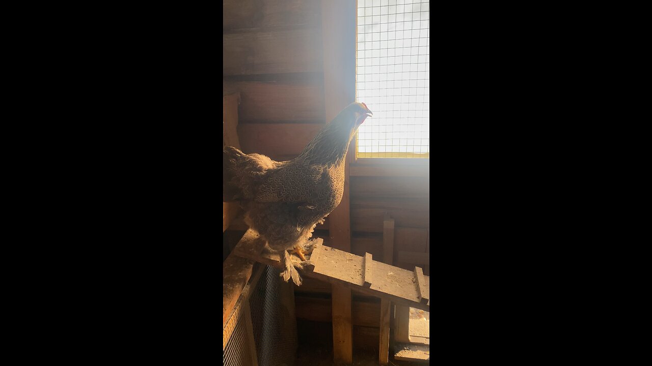 Loud chicken when i kicked her out of the nest