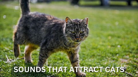 Sounds that attract cats - Meow to make cats come to you