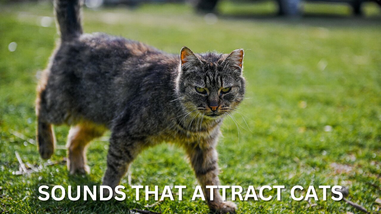 Sounds that attract cats - Meow to make cats come to you