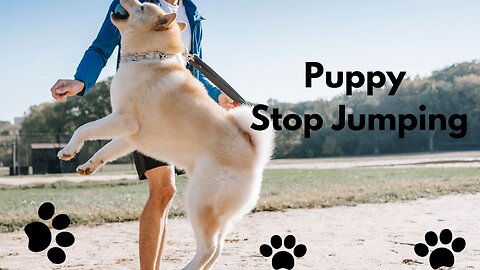 Teach Your Dog To Stop Jumping Up In 2 Simple Steps!