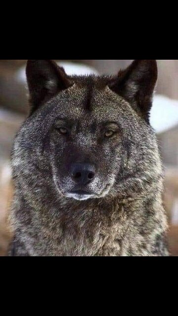 The truth about wolves...