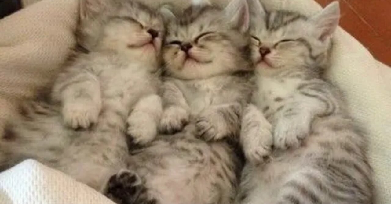 🐈 Angels with a tail! 😺 A selection of funny kittens for a good mood! 😺