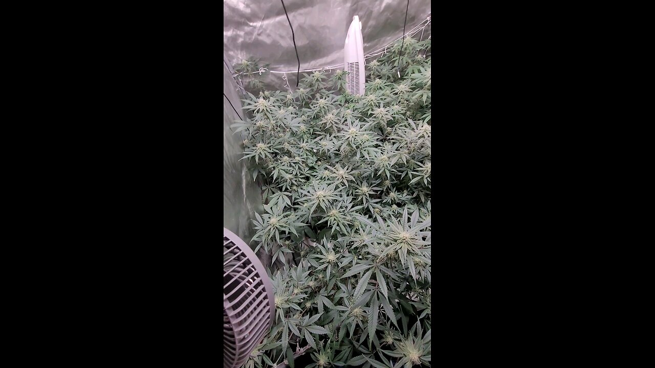 Week 4 Blueberry Muffin